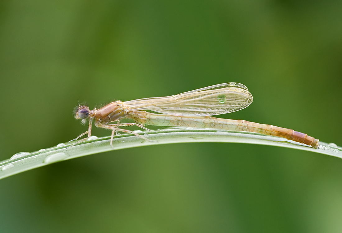 Newly Emerged Damselfly 4